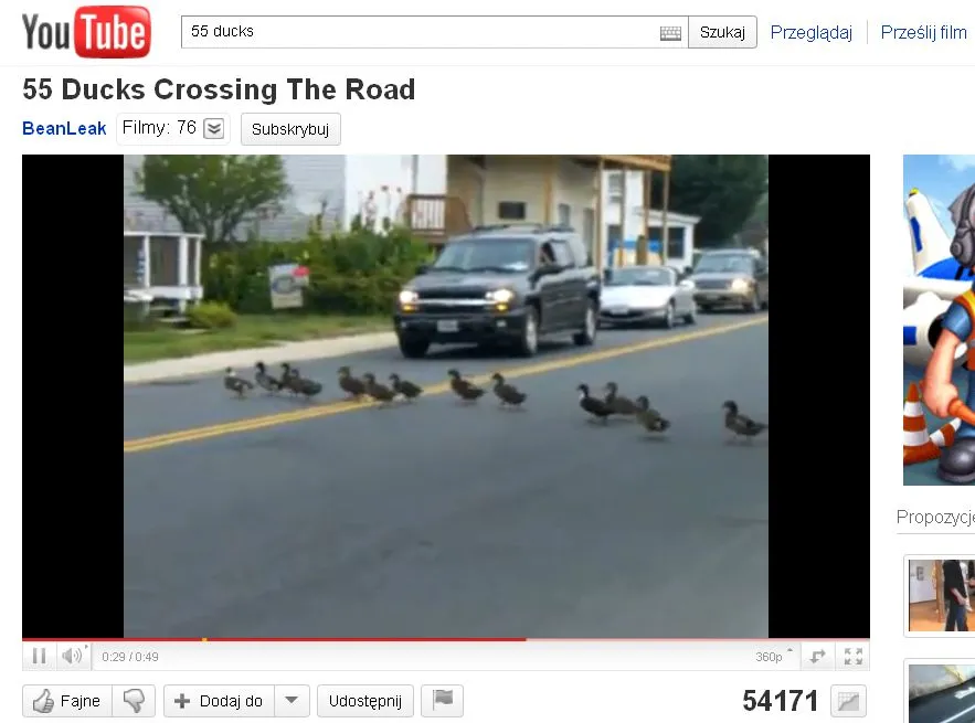 Kaczy pochód na jezdni. Kierowcy musieli czekać!