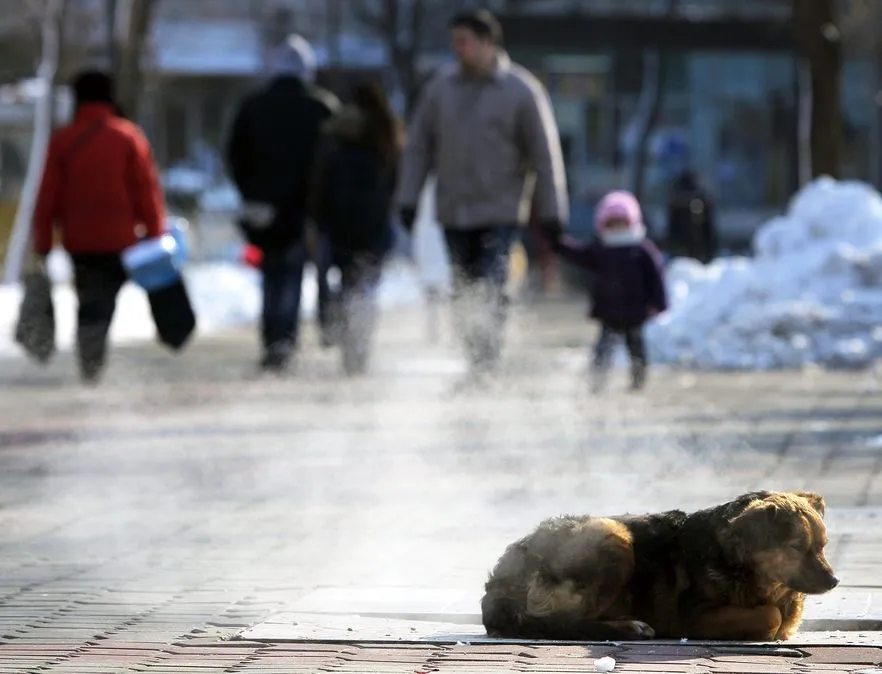 Śmiertelny bilans polskich mrozów. Jest już 29 ofiar