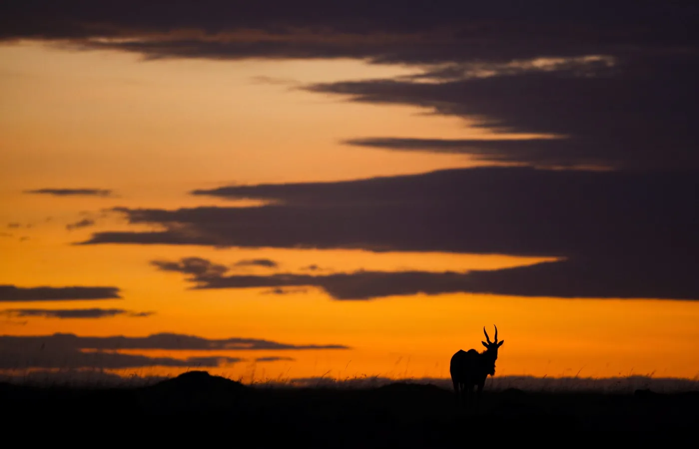 Kenia - dzika i drapieżna
