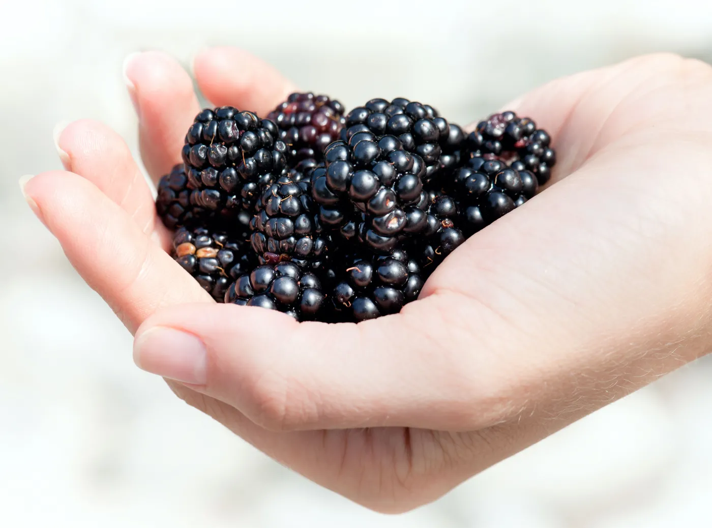 Jeżyny zapanują nad dobrym poziomem cukru
