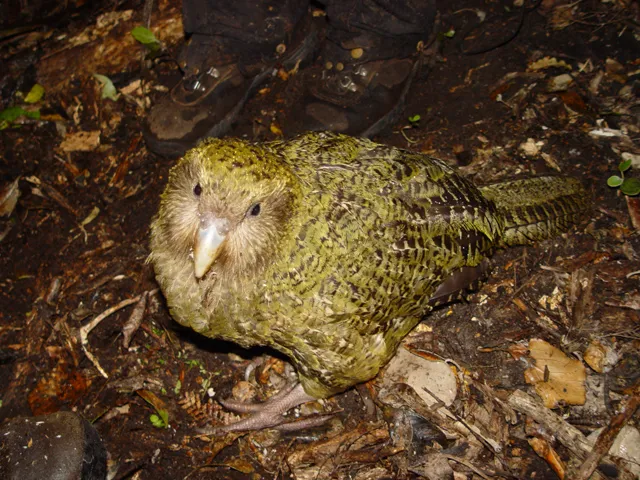 5403632-papuga-kakapo.jpg