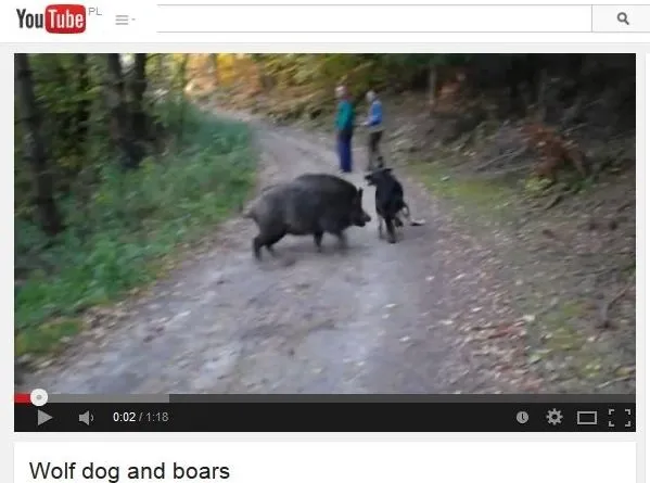 Rodzinny spacer z psem i ... dzikami [WIDEO]