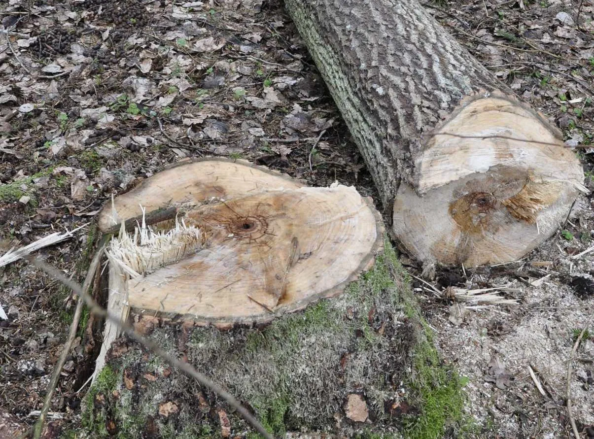 Wielka wycinka drzew trwa. NIK wylicza samorządowe grzechy