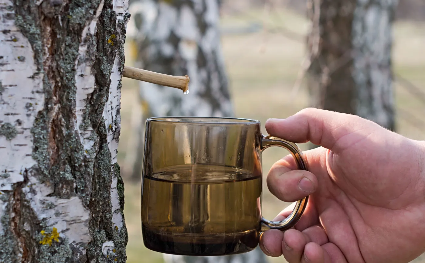 Sok z brzozy