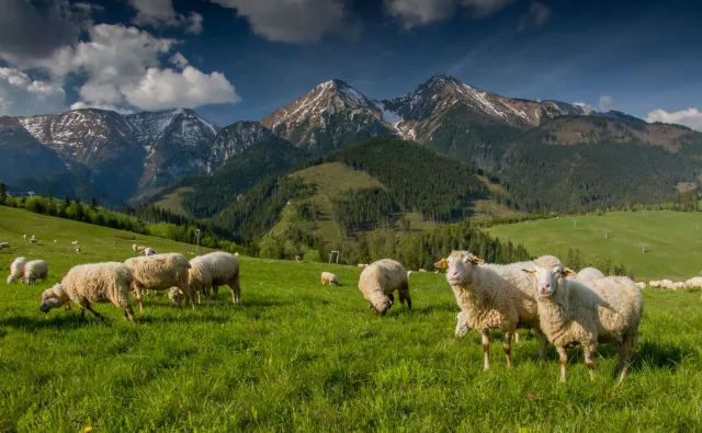 Wielkie zainteresowanie kursem na bacę. Owce chcą wypasać nawet pracownicy biur