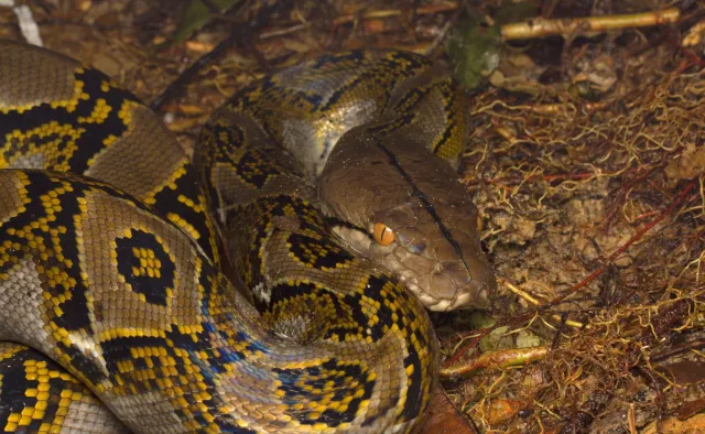 Tragedia w Indonezji. Pyton połknął dorosłego mężczyznę