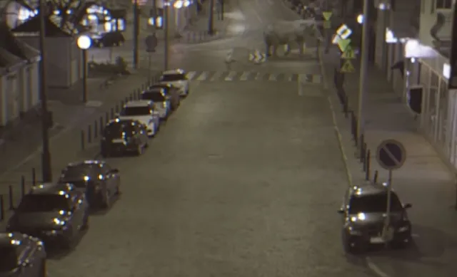 Słoń narobił w Poznaniu. Nowy sposób na walkę z problemem psich odchodów