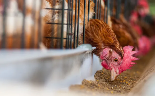 "Trójka", ściółkowe i wolny wybieg - jak numer na jajku wpływa na życie znoszących je kur?