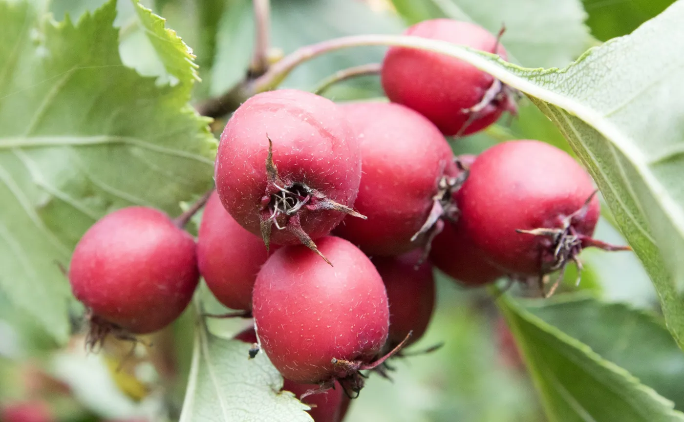 Leczą zaparcia, wzmacniają odporność - OWOCE GŁOGU