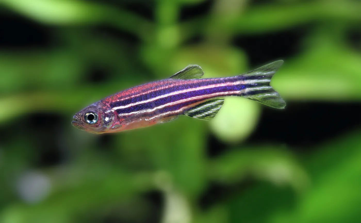 Rybka danio