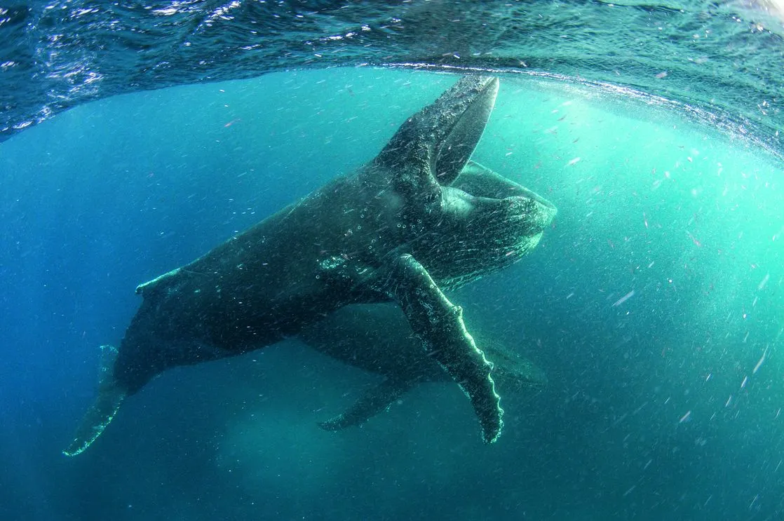 Te kadry zapierają dech w piersiach. Netflix zapowiada zrobiony z dużym rozmachem serial przyrodniczy "Nasza planeta" [WIDEO]