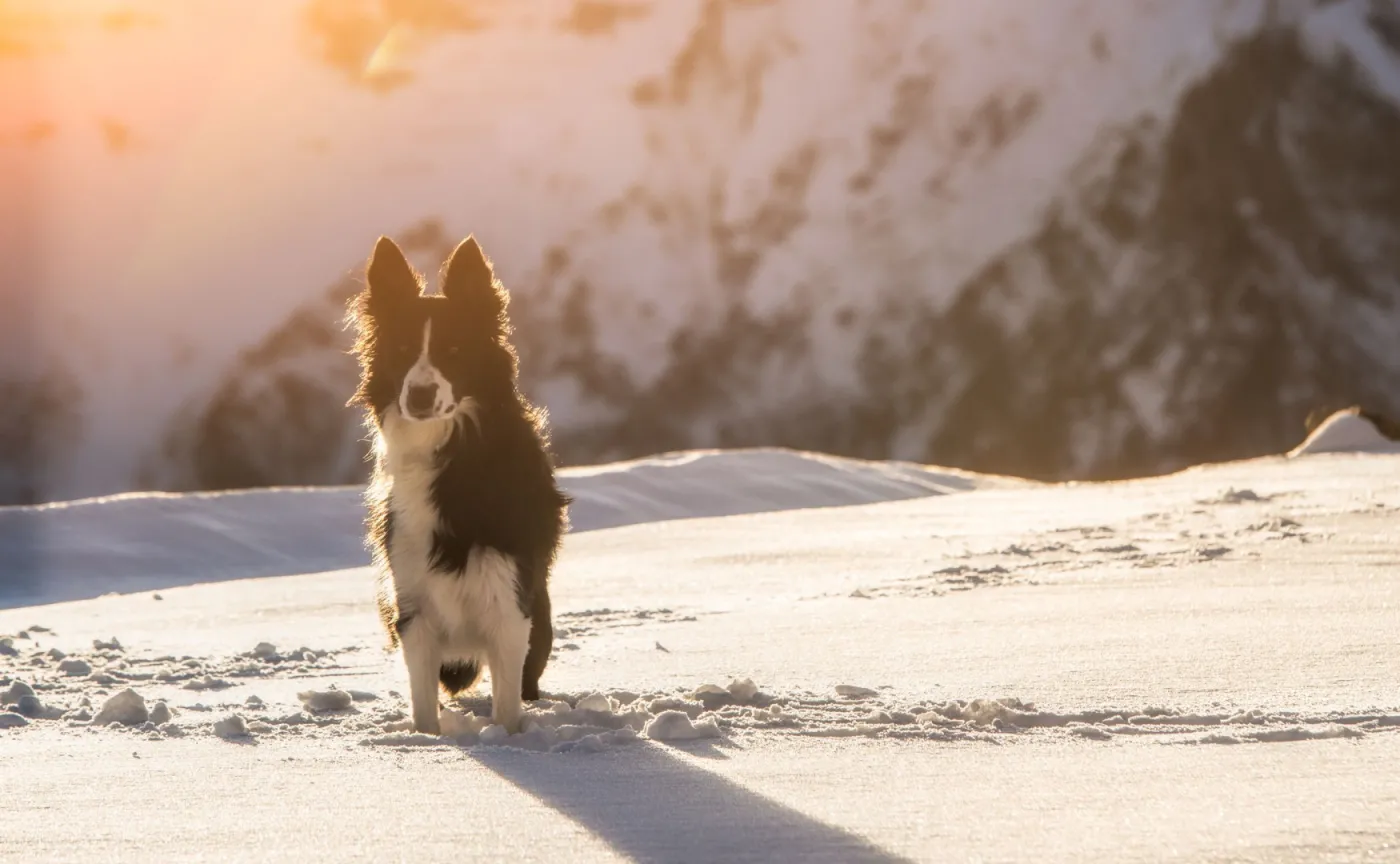 Tak pies ratuje zasypanego człowieka. Nietypowe WIDEO