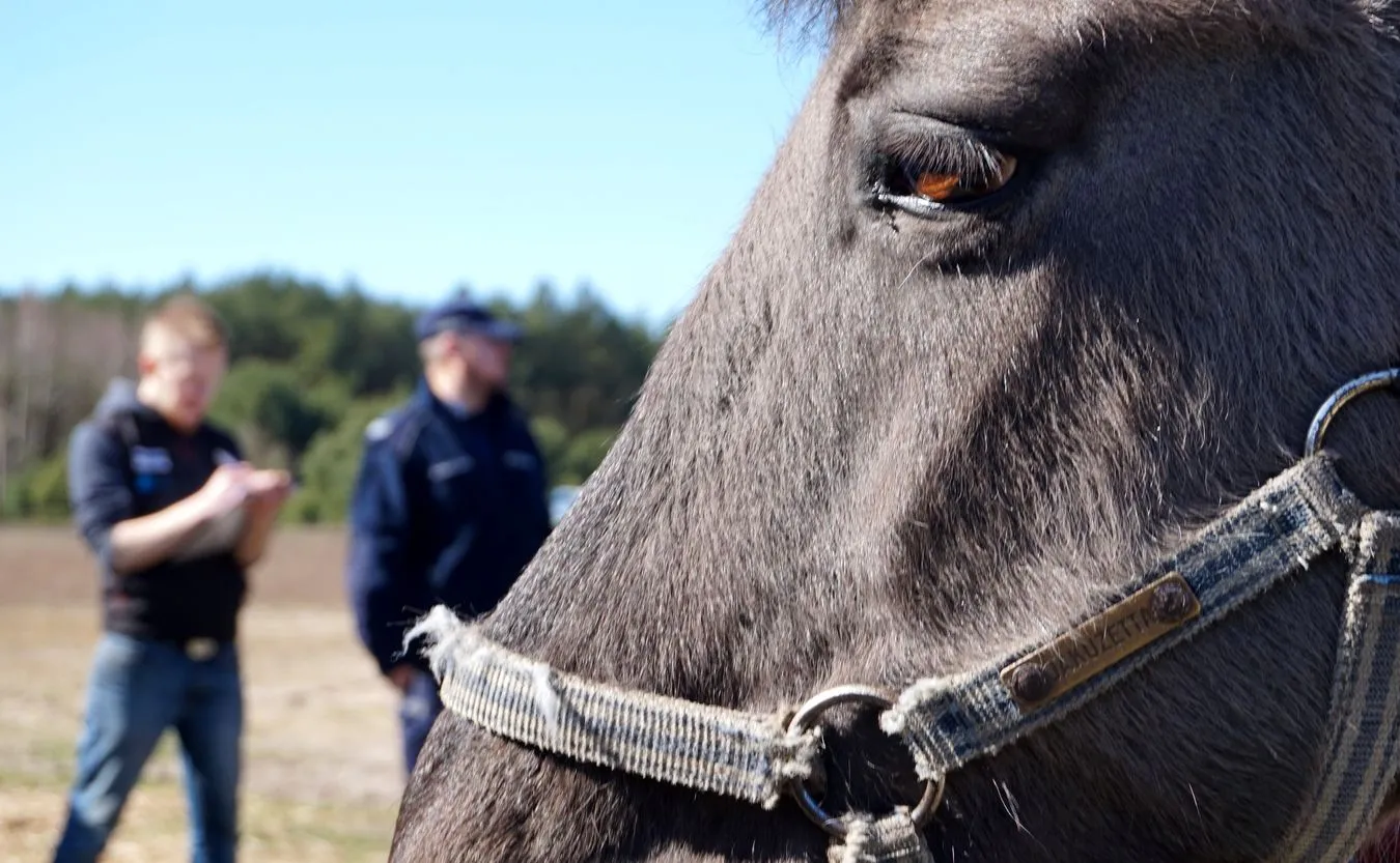 policja koń