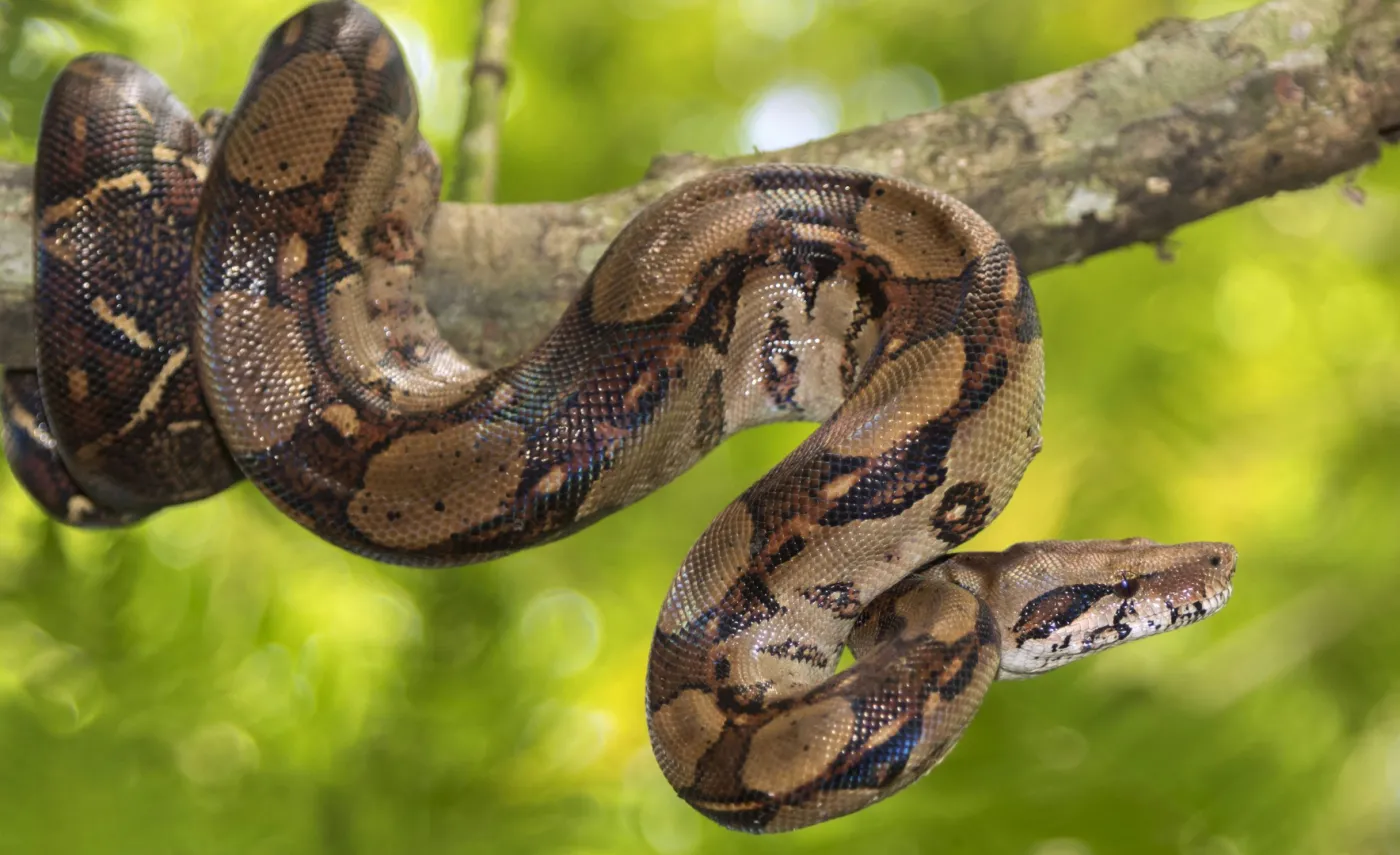 1,5 metrowy wąż boa grasował w Poznaniu. Zauważyły go dzieci bawiące się na placu zabaw