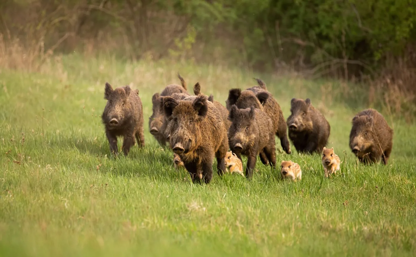 Dzik ukradł nudyście torbę z laptopem. "Natura kontratakuje!"