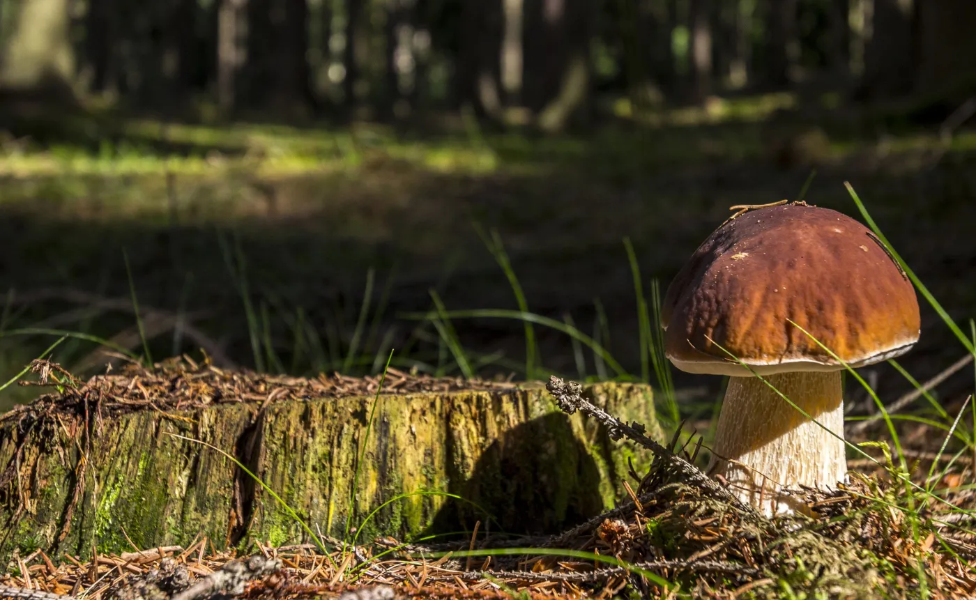 Tylko smakowe? Jakie jeszcze walory (zdrowotne) mają grzyby?