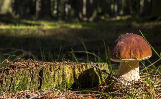 Tylko smakowe? Jakie jeszcze walory (zdrowotne) mają grzyby?