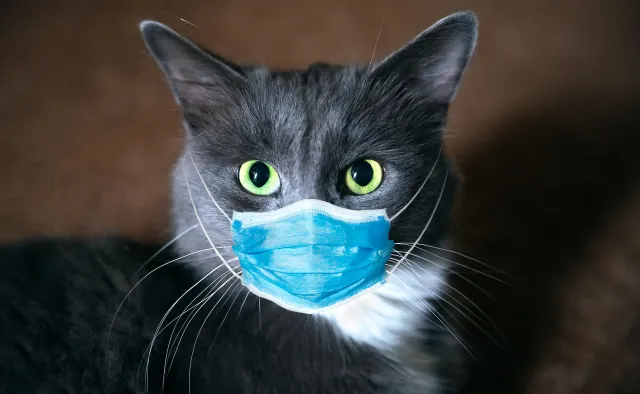 Czy zwierzęta domowe mogą zarażać swoich właścicieli Covid-19?