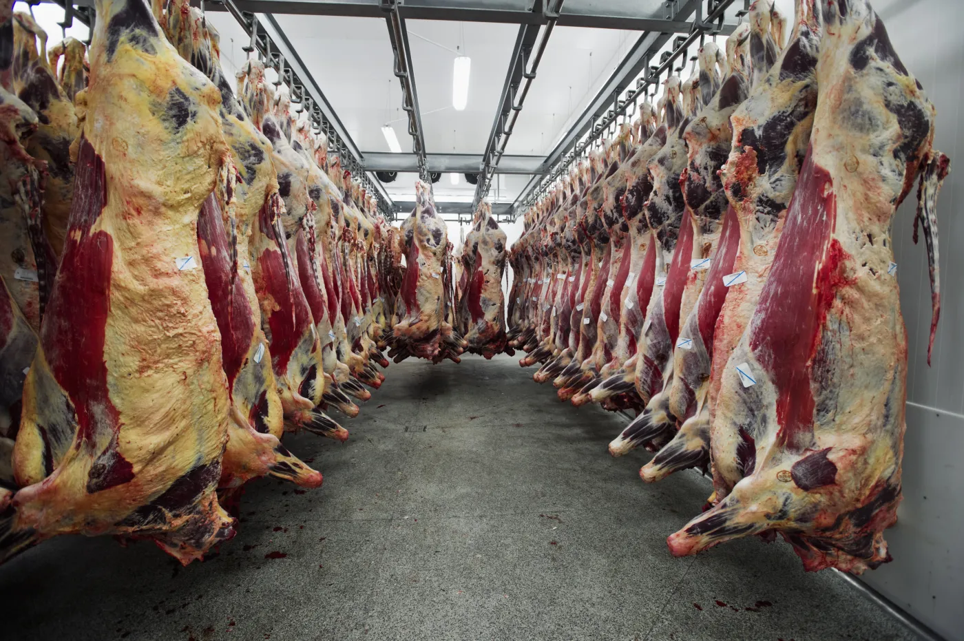 Trybunał Konstytucyjny: Zakaz uboju rytualnego niezgodny z konstytucją