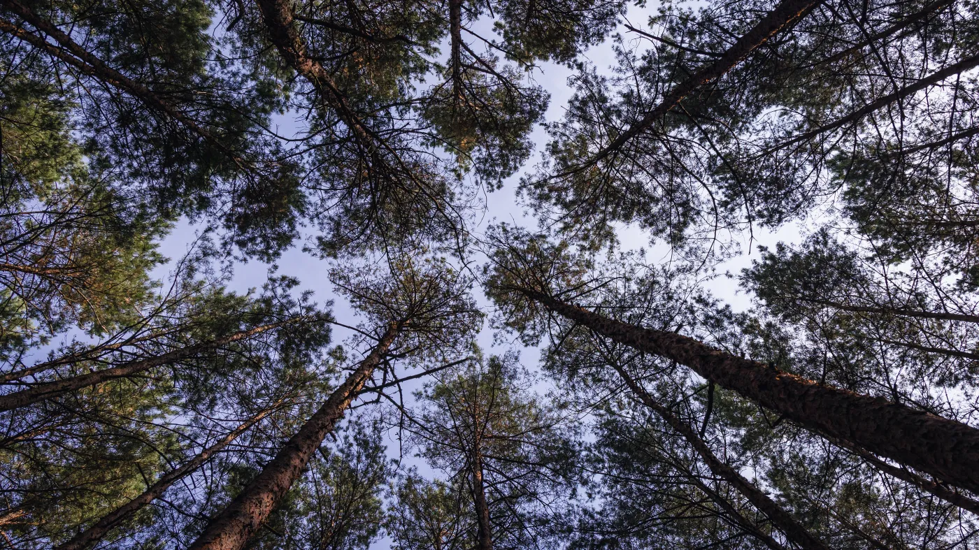 Antyszczepionkowcy wypisują dzieci ze szkół i prowadzą własne lekcje. W lasach