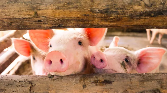 Czy polskie rolnictwo stoi nad przepaścią?