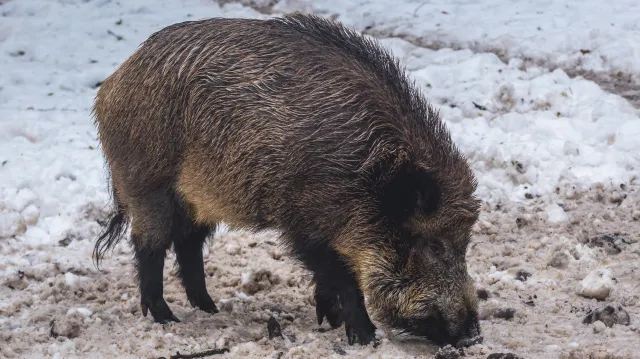 W Bawarii zmienili dzikowi imię. Już nie nazywa się Putin