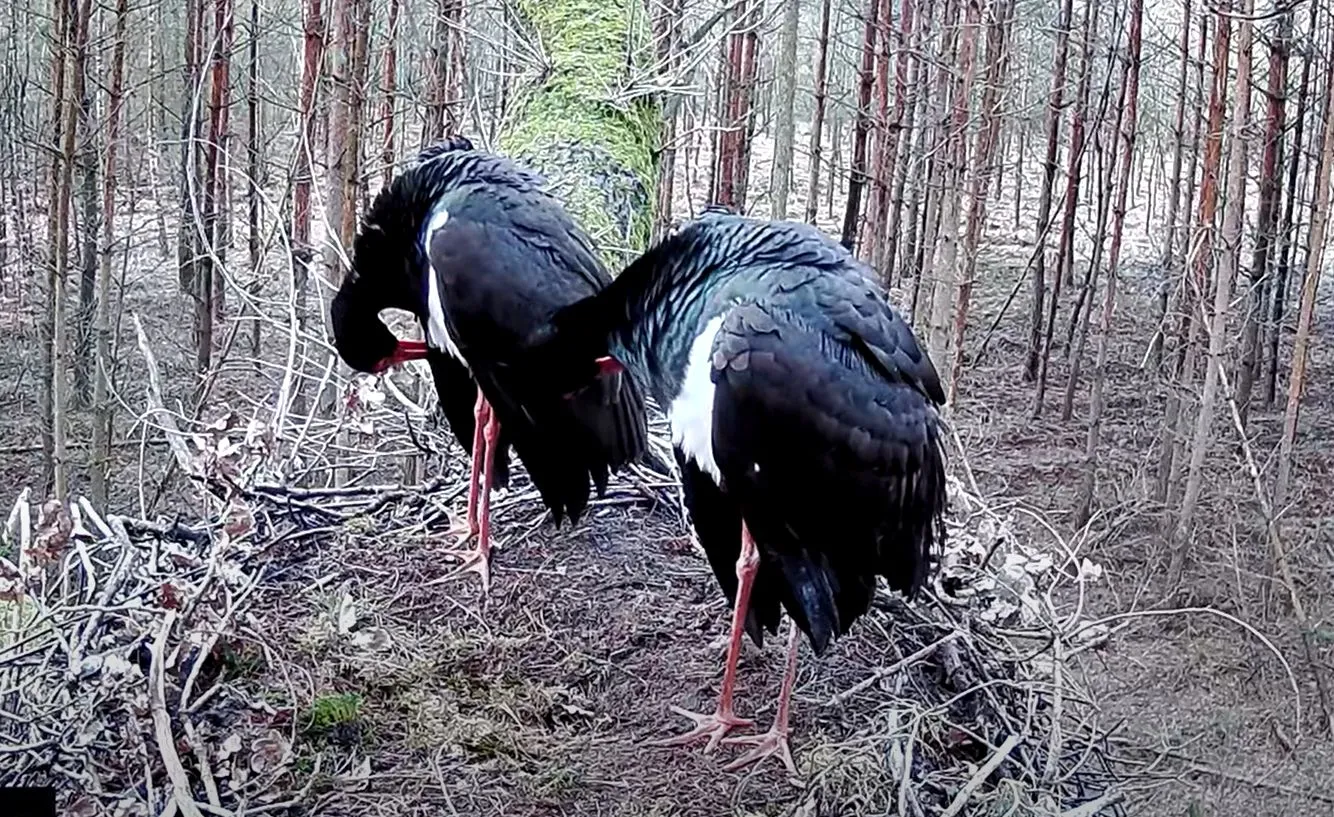 Znów można podglądać online codzienne życie bociana czarnego
