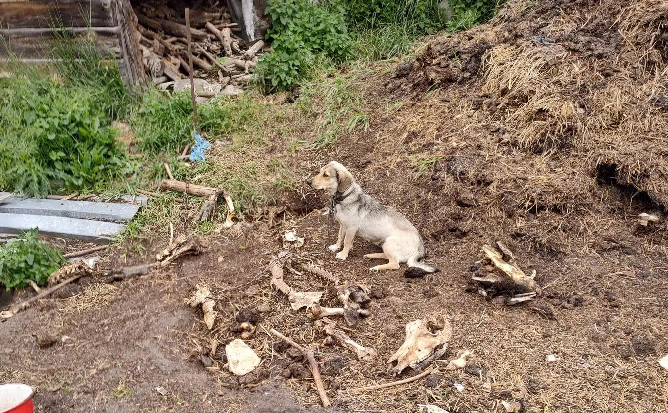 Dramat zwierząt w gospodarstwie pod Gnieznem. "Widzieliśmy już wiele, ale ta interwencja na zawsze pozostanie koszmarem"