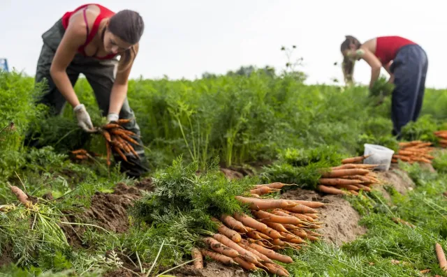 Praca sezonowa w wakacje. Zobacz, ile można teraz zarobić