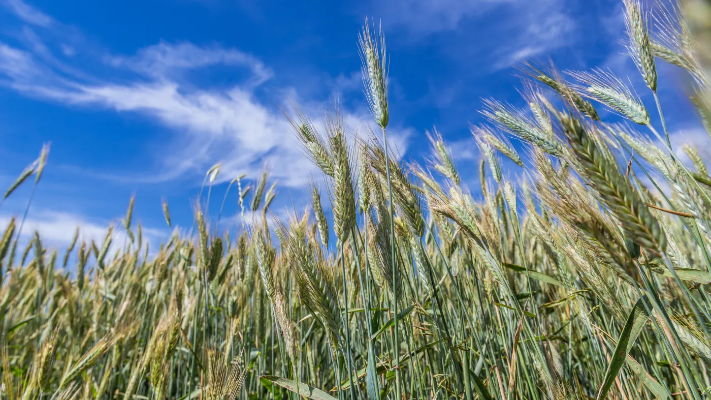 Szef MSZ Ukrainy: Jesteśmy bliscy zawarcia umowy z Rosją w sprawie eksportu zboża