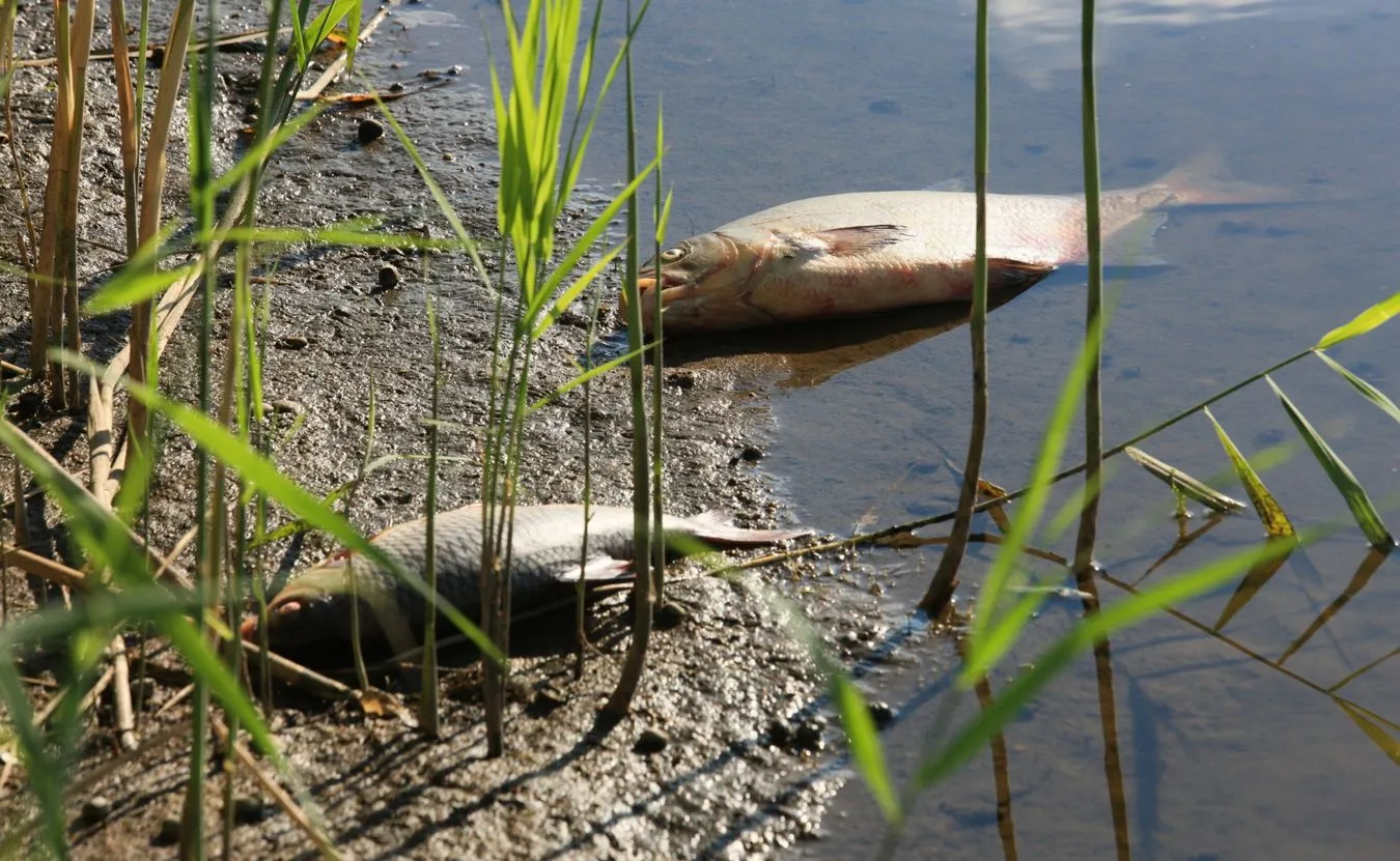 Śnięte ryby w kolejnej rzece. Zwołano sztab kryzysowy