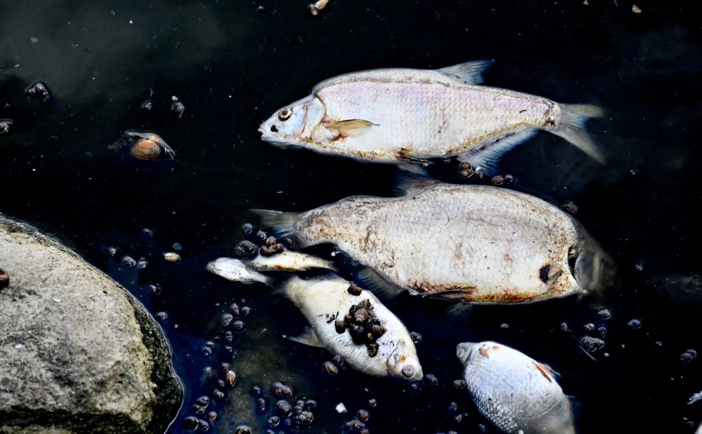 Pierwsze śnięte ryby w granicach Szczecina