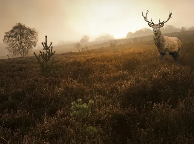 Jelenie udają niedźwiedzie i straszą turystów