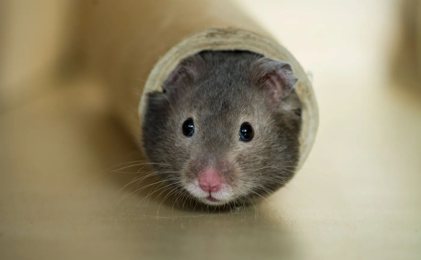 Gryzonie noszą groźne dla człowieka grzyby atakujące układ oddechowy