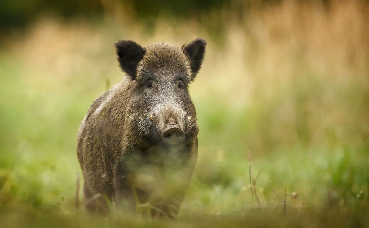 Po restrykcjach pandemicznych dzik coraz częściej między ludźmi