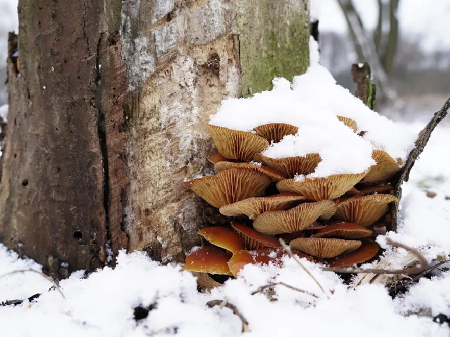 Zima to również czas na... grzybobranie! Ekspert o tym, co można teraz znaleźć i zebrać w lesie