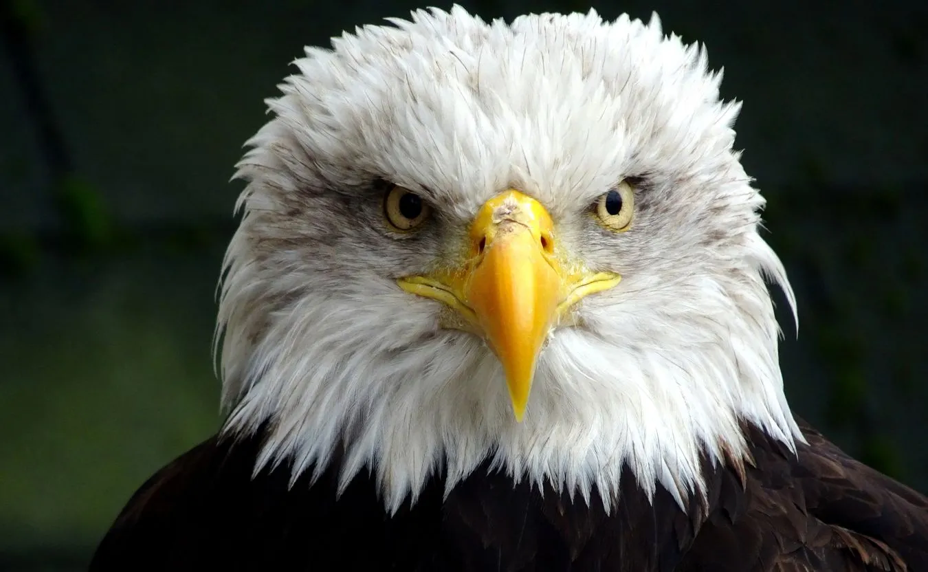 Martwe bieliki w Nadleśnictwie Żmigród. "Zostały otrute"