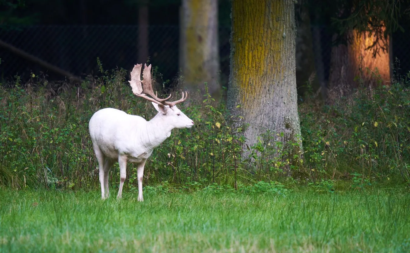 "To sensacja". W tych lasach można spotkać... białego jelenia