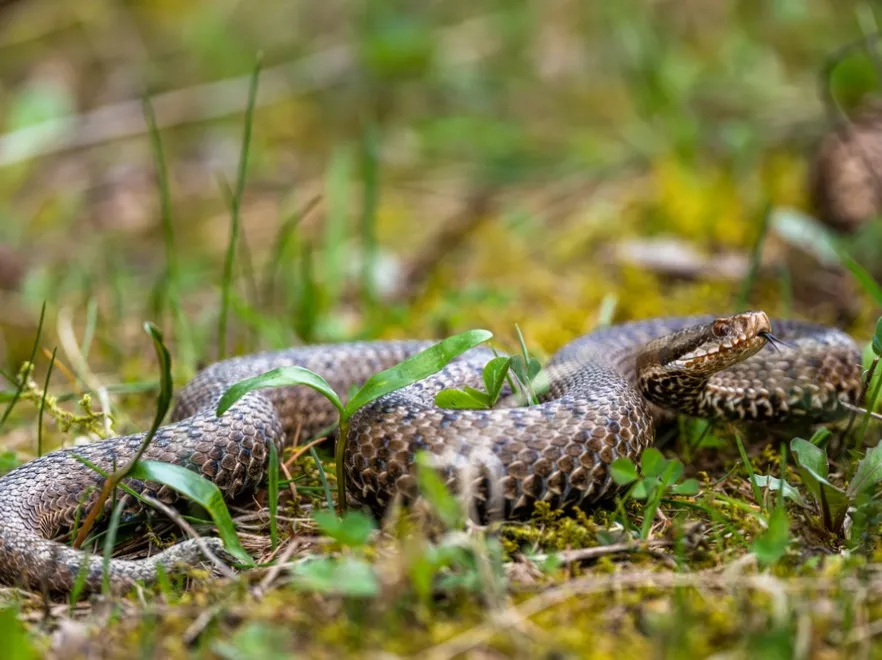 Spotkanie z wężem na spacerze? Przyrodnik podpowiada, co należy zrobić
