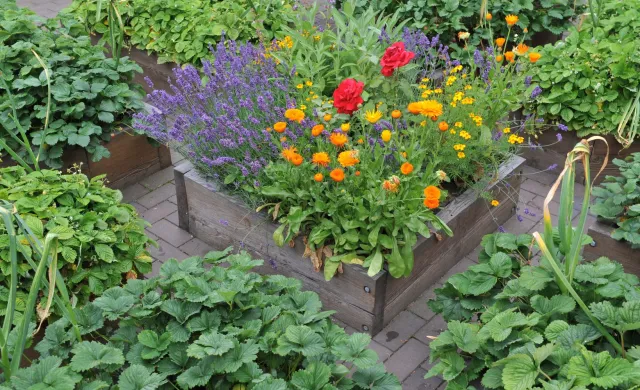 Jak zatroszczyć się o ogród w czasie suszy? Oto praktyczne wskazówki