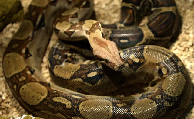 Tajemniczy pakunek w polskim lesie, w środku boa dusiciel. "Wyglądało to, jakby wąż próbował..."