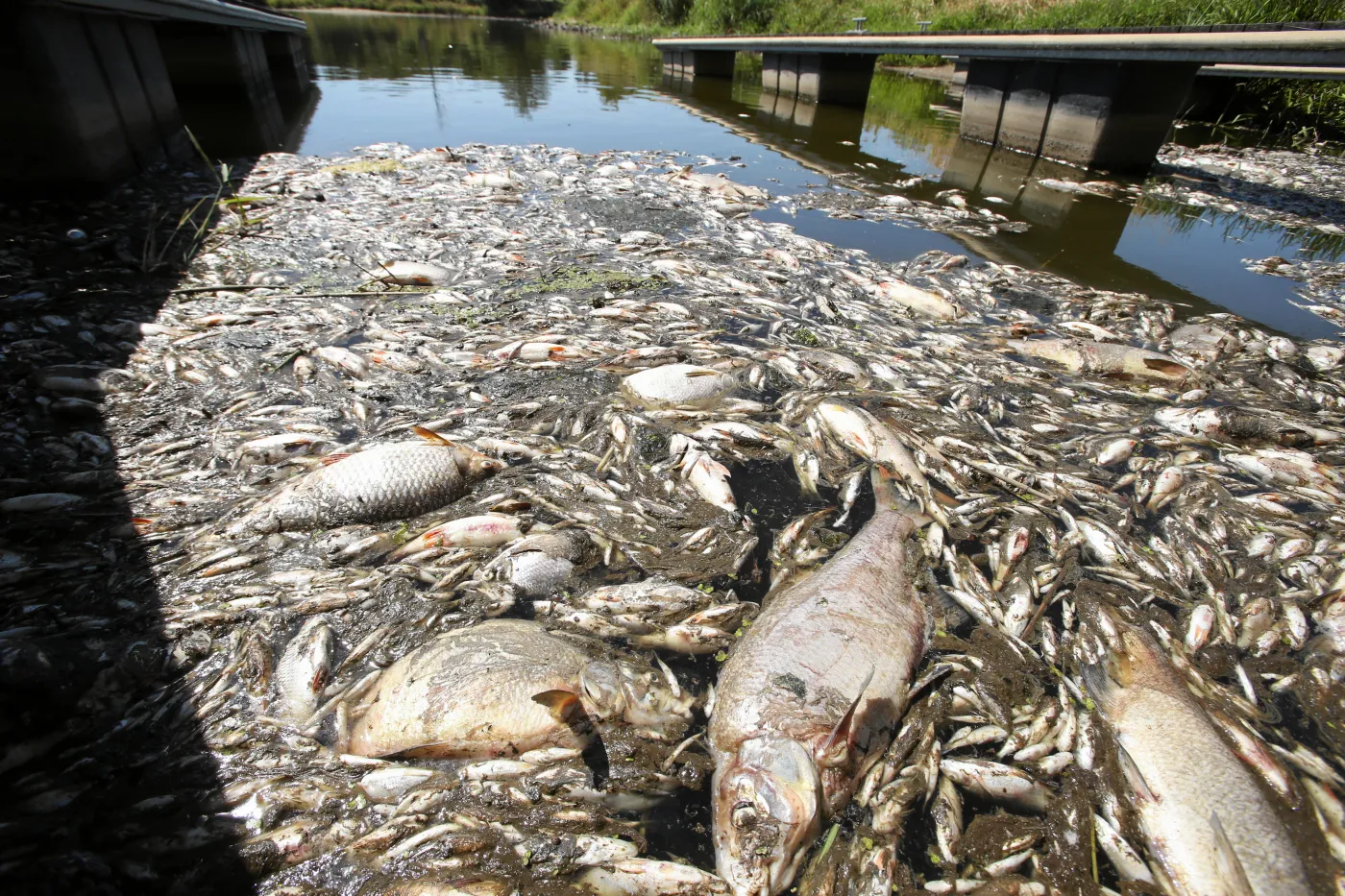 NIK: Państwo nie reagowało na katastrofę ekologiczną na Odrze