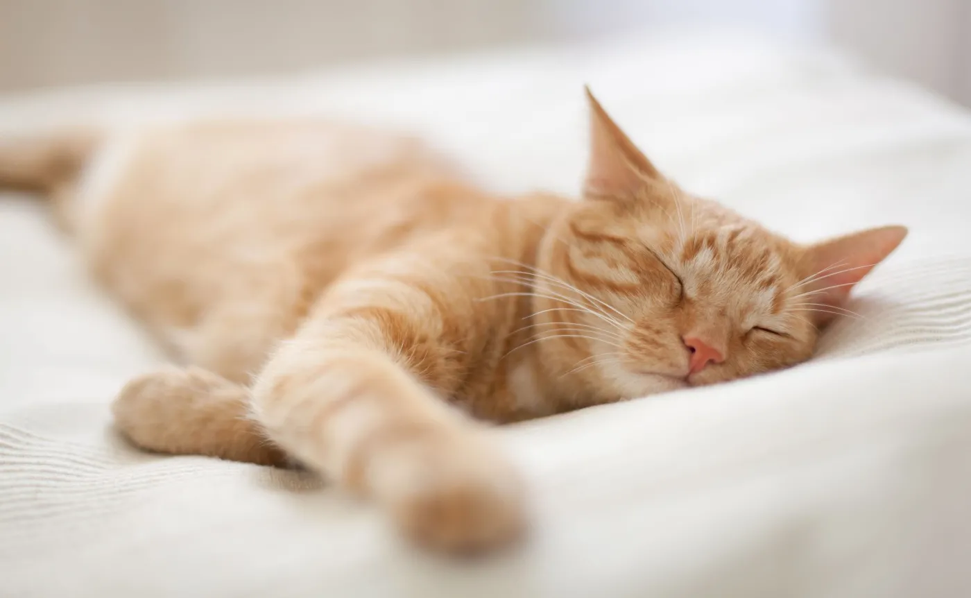 Choroba kociego pazura. Jakie ma objawy i dla kogo jest szczególnie niebezpieczna?