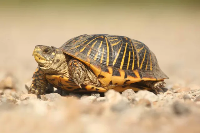 Żółw znaleziony na śmietniku. To tylko jeden z wielu "nietrafionych prezentów"