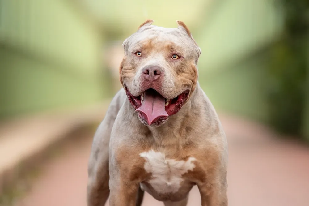 Rasa psów American Bully XL została zakazana w Szkocji