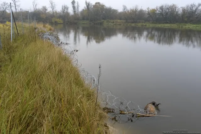 Miał chronić granice, a zabił dziesiątki zwierząt. Szokujący raport o concertinie