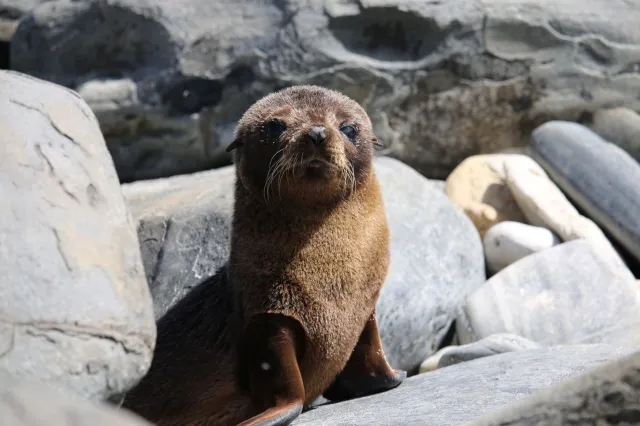Masowo umierają foki i ptaki. Naukowcy ostrzegają: To początek załamania ekosystemu
