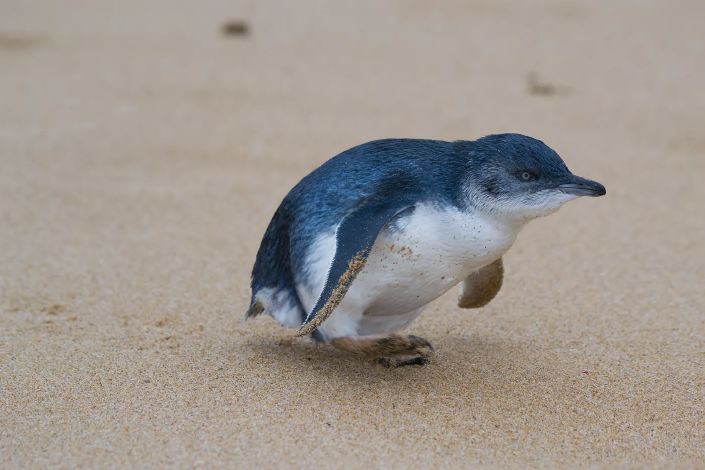 Nietypowy incydent na lotnisku w Nowej Zelandii. Pracownicy przecierali oczy ze zdziwienia