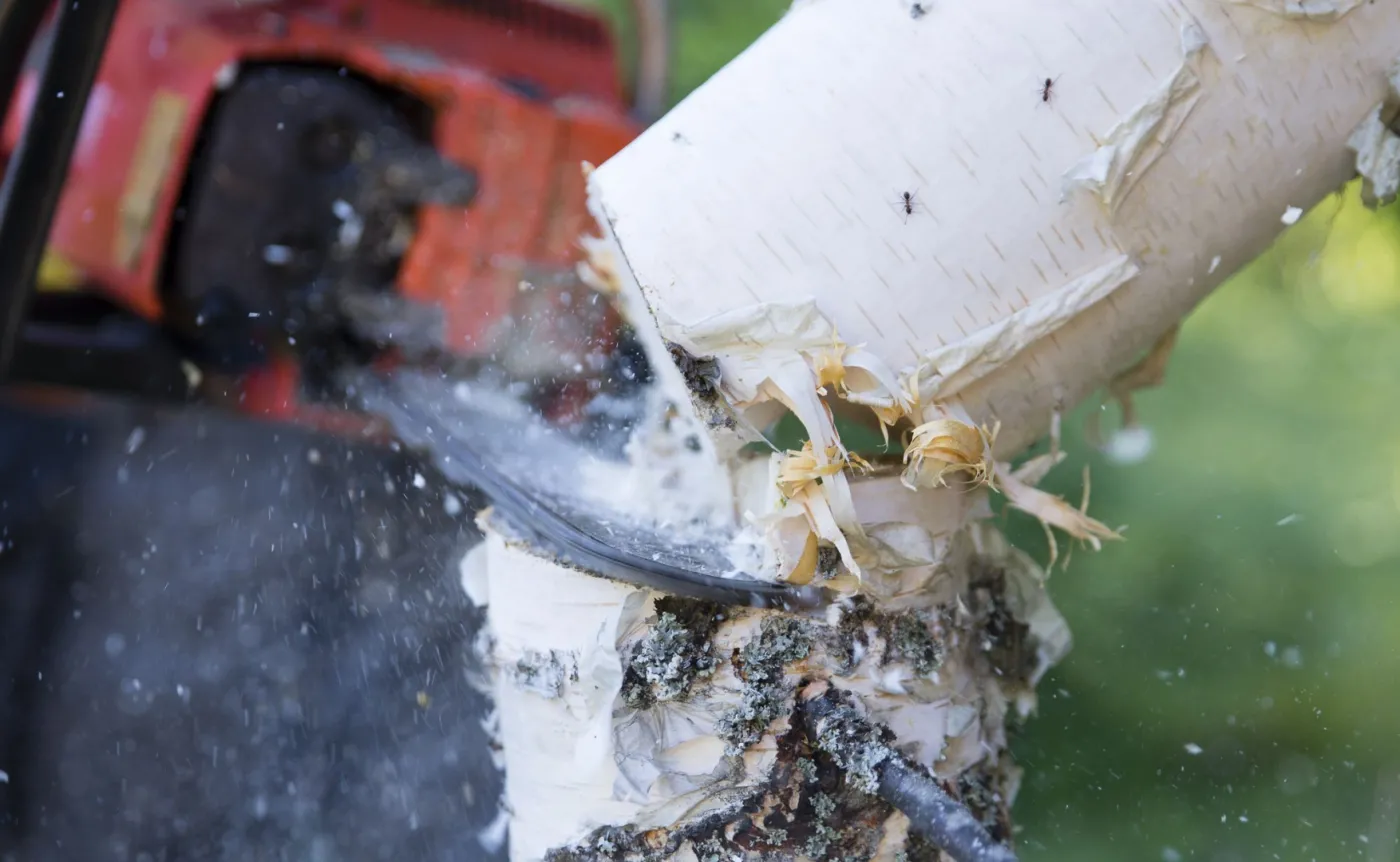 Baca-Pogorzelska: Dura lex, sed lex Szyszko