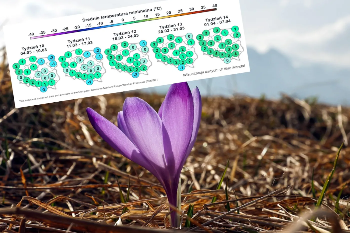 Krokusy na łące w Tatrach